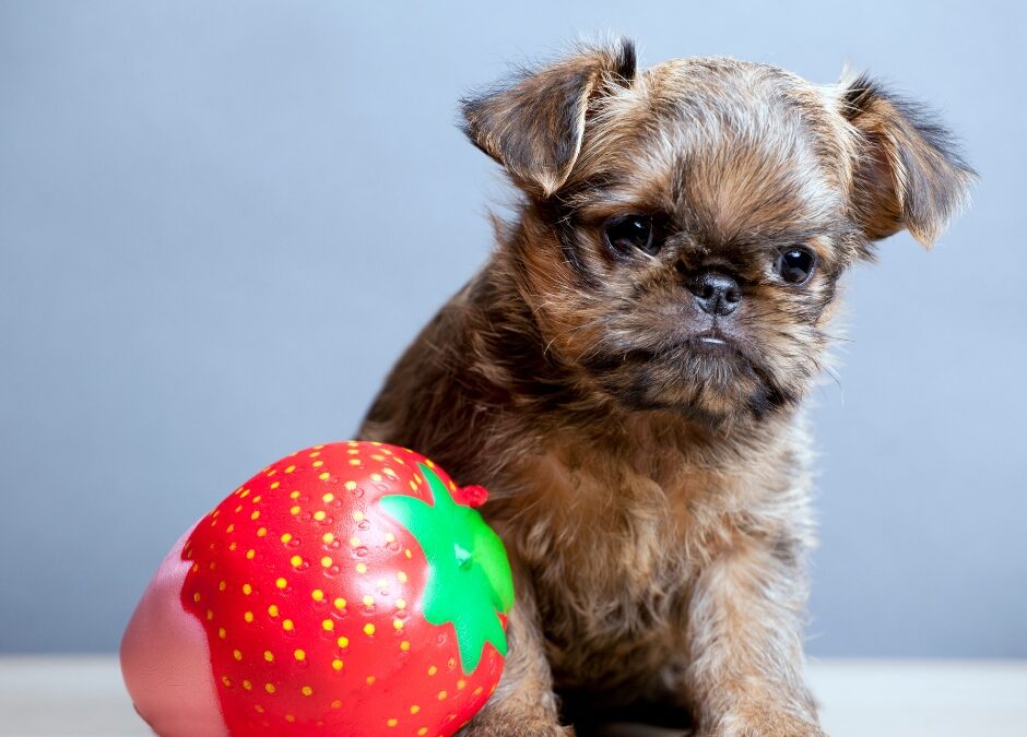 a small dog next to a squishy strawberry toy