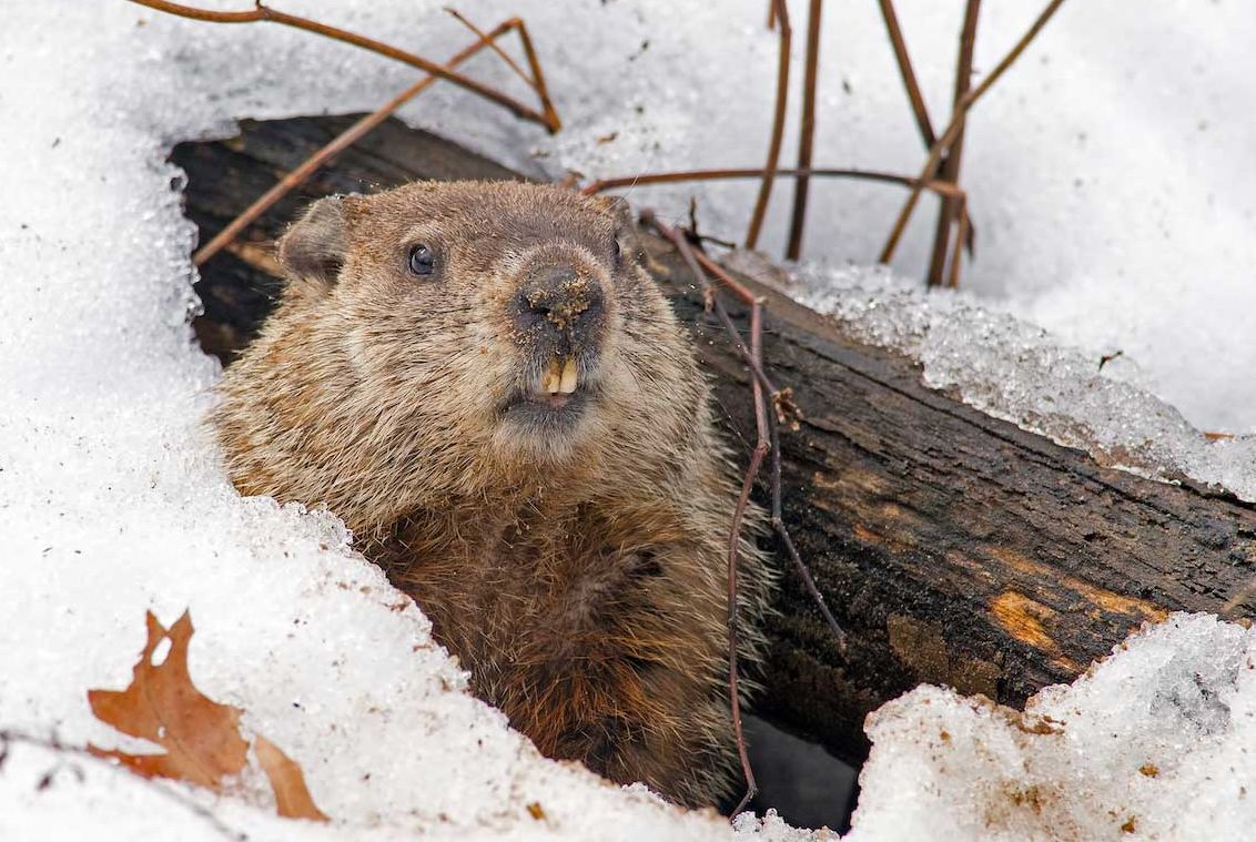 Groundhog-in-snow image